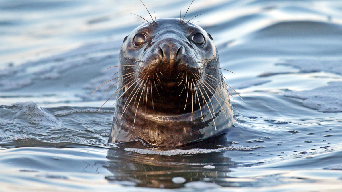 Marine mammals | Wadden Sea Quality Status Report